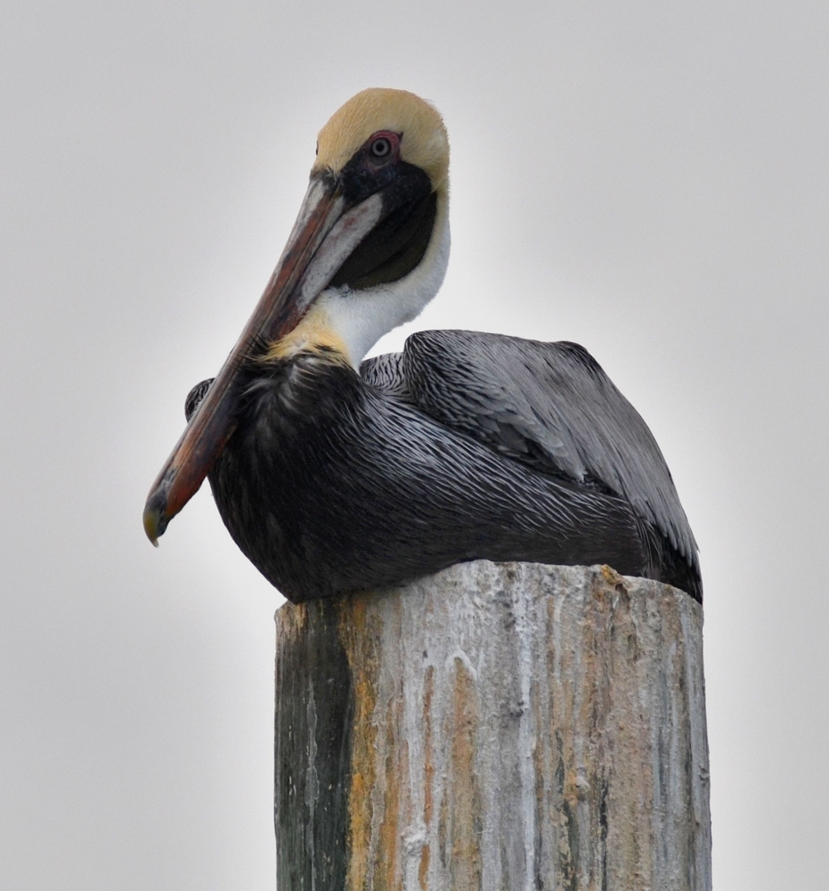 Photos/peanut_island/DSC_4674.JPG